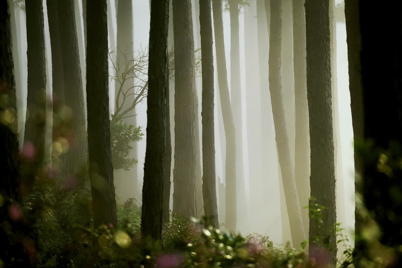 pine, mist, nature, vietnam, pine, pine, mist, mist, mist, mist, mist, nature, vietnam, vietnam [pid:7171768][dark]