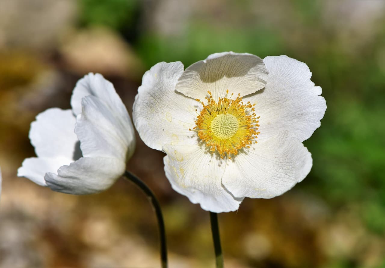 anemones, beautiful flowers, flowers, white flowers, flower background, petals, white petals, bloom, flower wallpaper, blossom, spring flowers, plants, nature [pid:3431250][light]