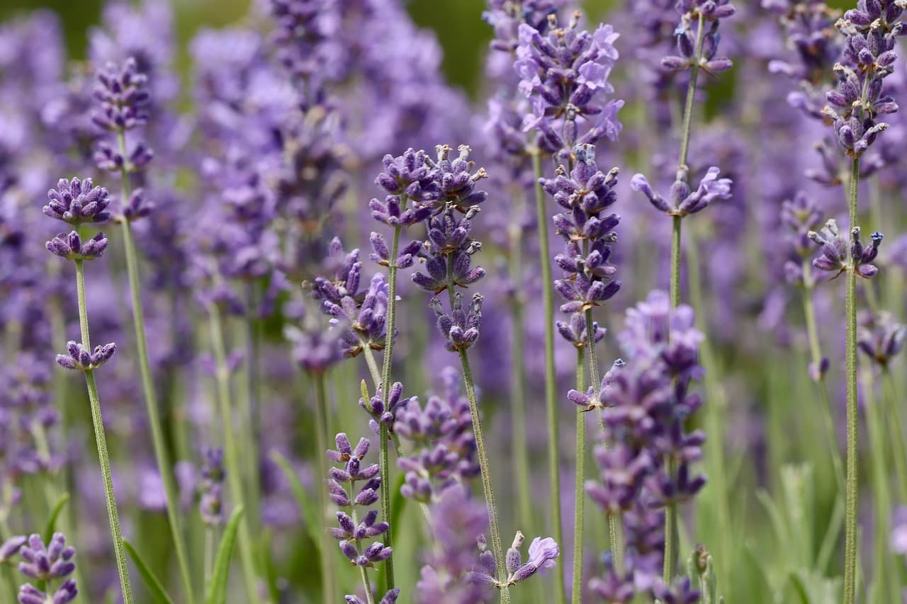 lavender, lavender flowers, lavender field, inflorescences, purple flowers, medicinal herb, fragrance [pid:8876053][dark]