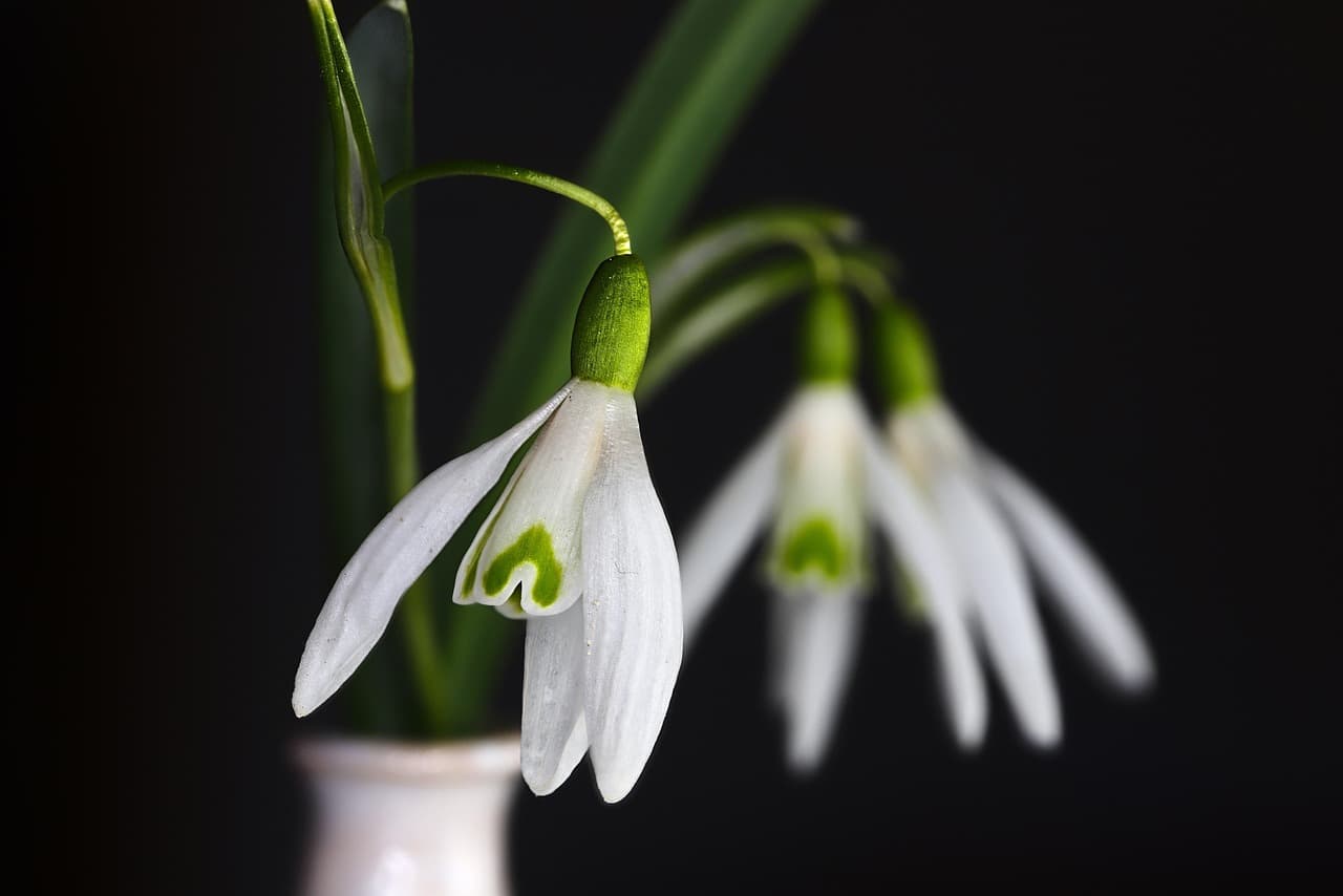snowdrop, flowers, petals, flower vase, flower wallpaper, spring flower, beautiful flowers, spring, bloom, nature, blossom, flora, flower background, botany [pid:6128078][dark]