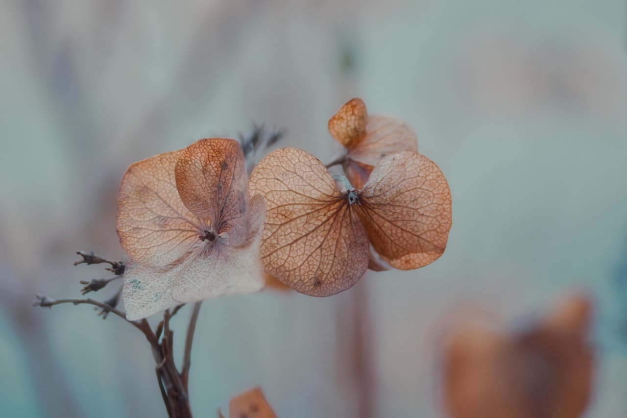 hydrangeas, wilted, flower, dry, flower background, beautiful flowers, flora, nature, bloom, flower wallpaper, hortensia, blossom, petals, garden, plant, winter, leaves, botany [pid:8519528][light]