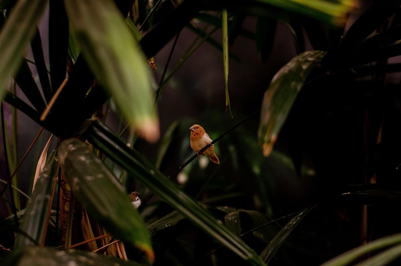 bird, habitat, animal, outdoor, tropical, nature, nature, nature, nature, nature, nature [pid:7391868][dark]