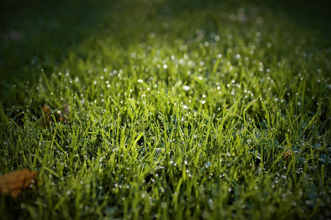 lawn, nature, grass, meadow, green, spring, waterdrop, sunshine, garden, fresh, close up [pid:5066571][dark]