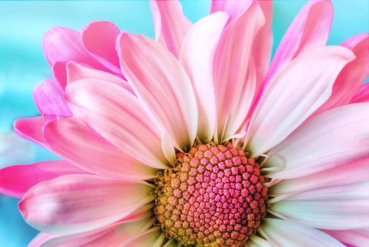 flower, beautiful flowers, nature, flora, petal, nature background, flower wallpaper, summer, daisy, pink, macro, beautiful nature, hd wallpaper, nature wallpaper, pink nature, pink flower, pink summer, flower background, pink wallpaper, pink natural [pid:3140492][light]