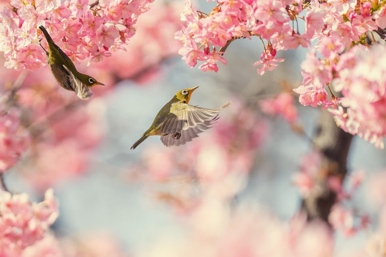 bird, cherry blossoms, pink flower, spring, japan, natural, nature, white-eye, flying, birds in flight, pink [pid:7839371][light]