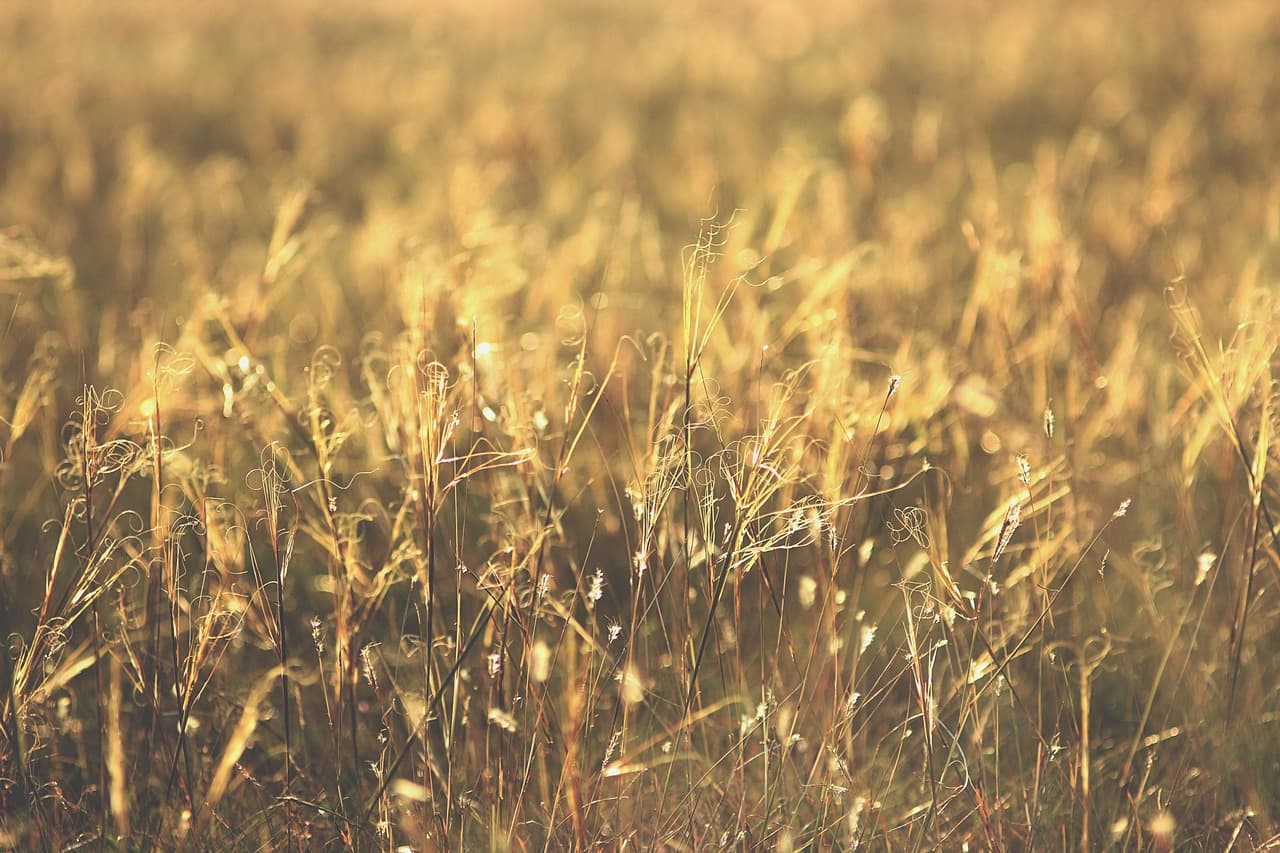 grass, meadow, field, sunshine, summer, nature, landscape [pid:6369121][light]