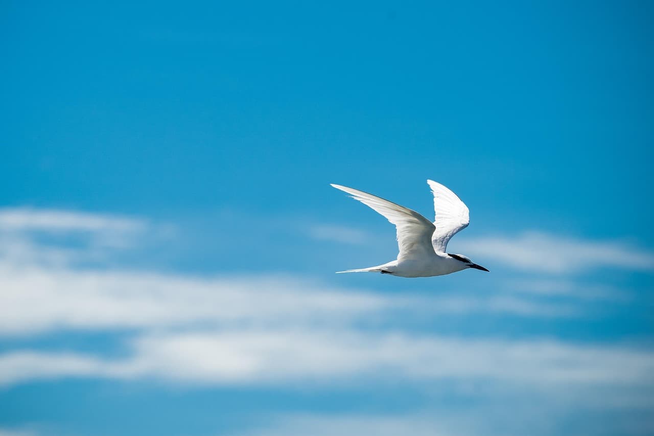 bird, flying bird, sky, seagull, clouds, nature, animal, bird, bird, bird, bird, bird, flying bird, flying bird, flying bird, flying bird, sky, sky, sky, sky, seagull, seagull, seagull, seagull, nature, nature, nature, animal [pid:7411459][light]