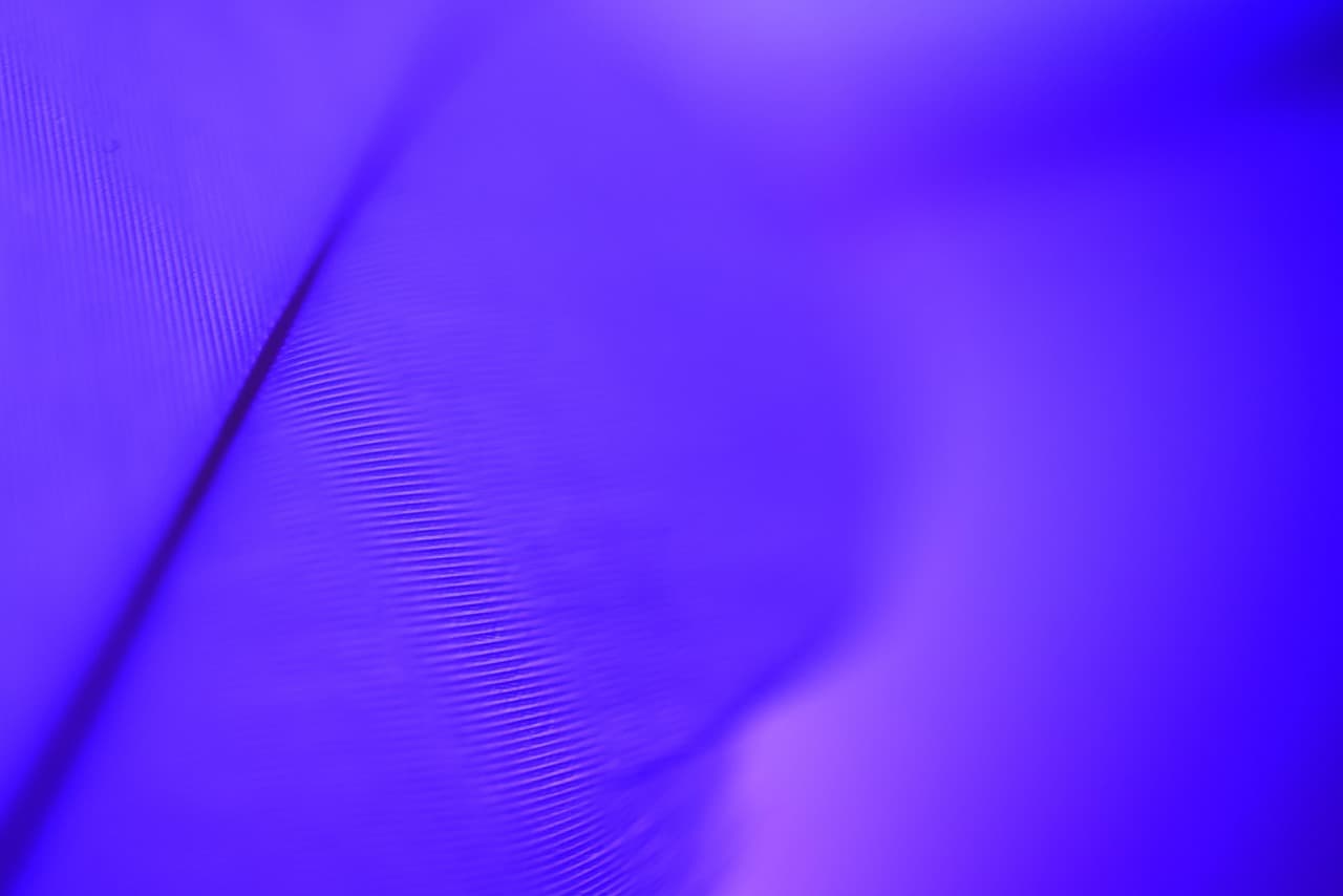 purple feather, gradient, purple background, purple wallpaper, violet wallpaper, violet background, purple feather, gradient, gradient, gradient, gradient, gradient, purple background [pid:7074567][dark]