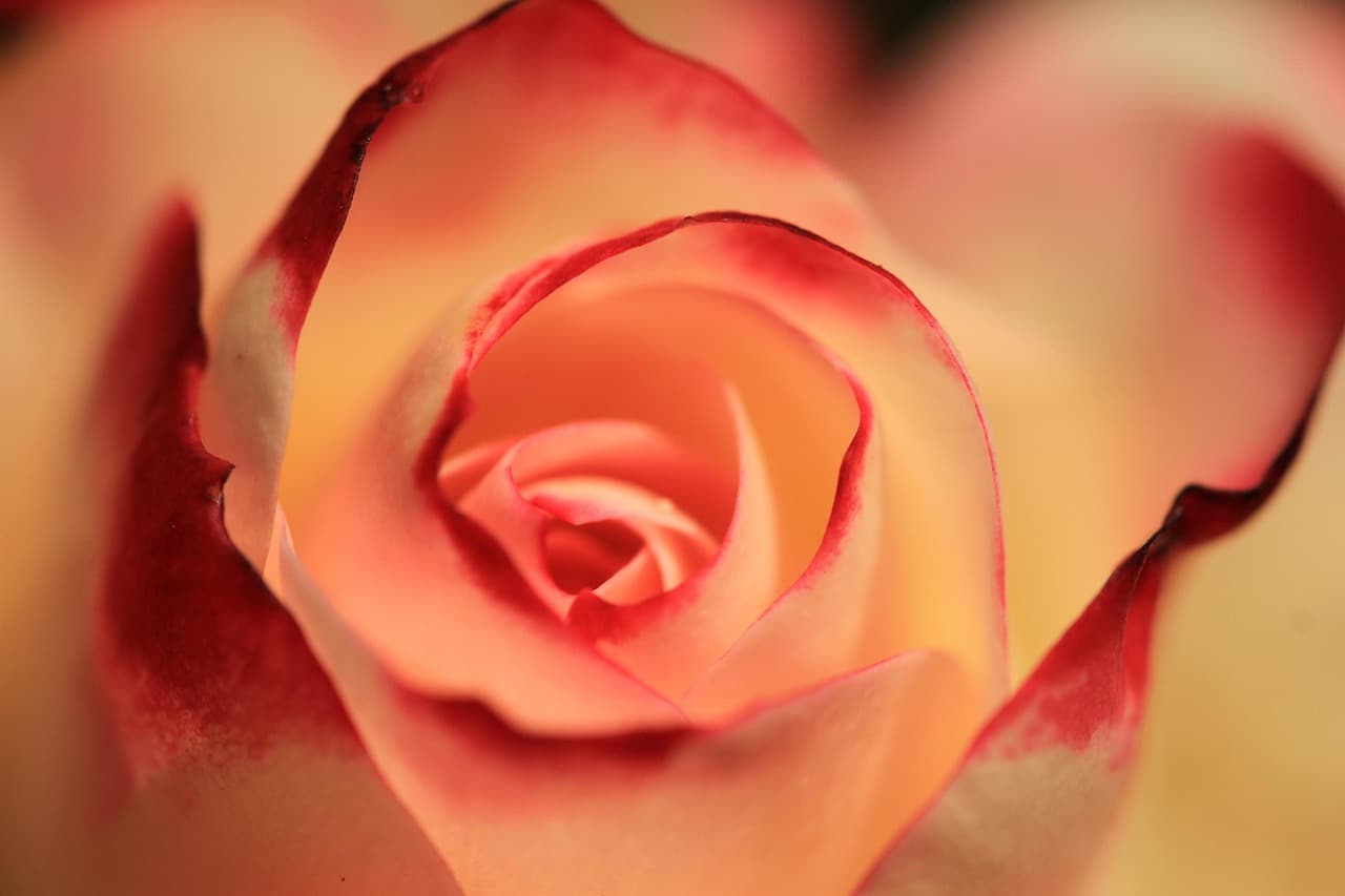 rose, orange rose, petals, rose petals, flower, rose flower, blossom, flower wallpaper, bloom, nature, rose bloom, beautiful flowers, floribunda, flora, flower background, close up [pid:2980163][light]