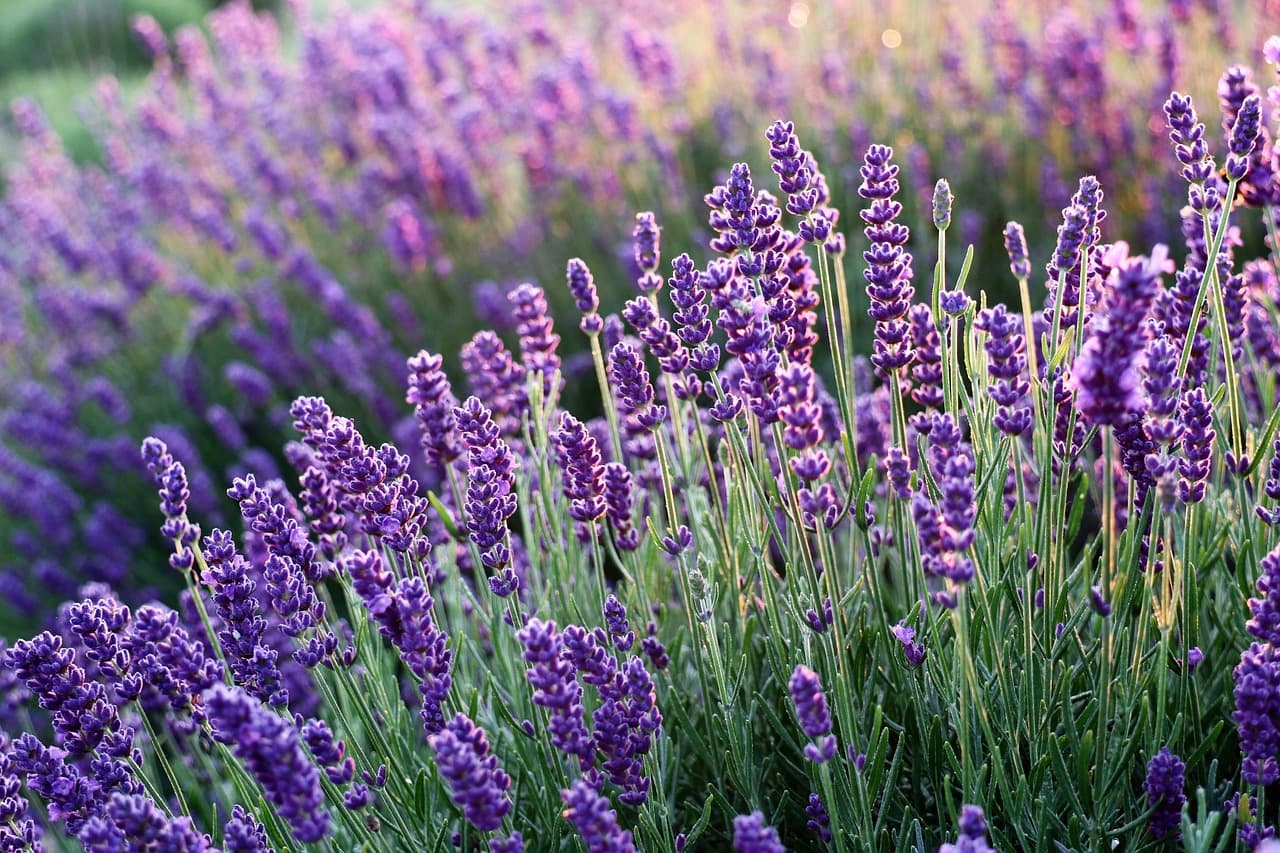 lavenders, flowers, lavender field, purple flowers, bloom, flower background, beautiful flowers, blossom, flora, nature, fragrance, flower wallpaper, inflorescence [pid:6482579][dark]