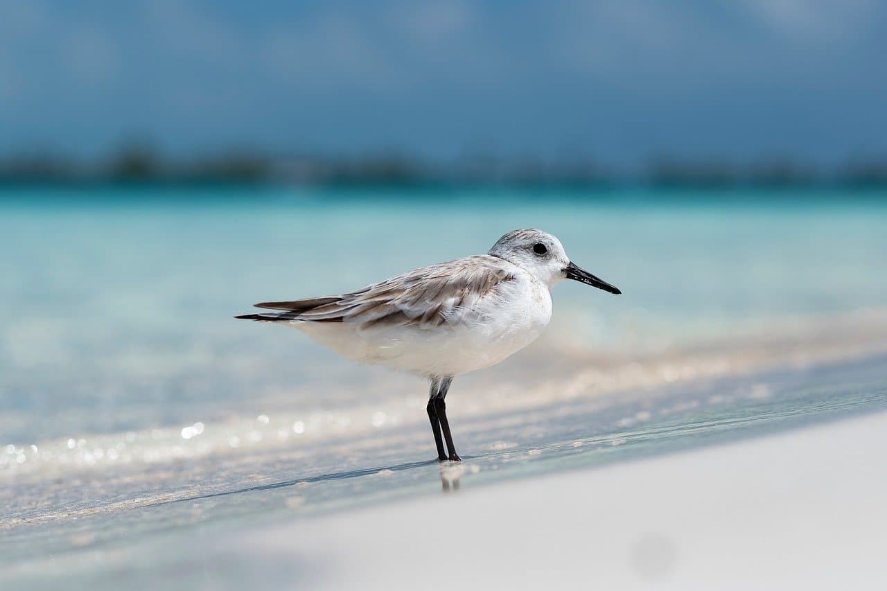 beach, palm, sea, tropical, island, ocean, sand, sky, vacation, caribbean, paradise, water, travel, nature, summer, coast, holiday, cuba, bird, animal, ornithology, plumage [pid:9556784][light]