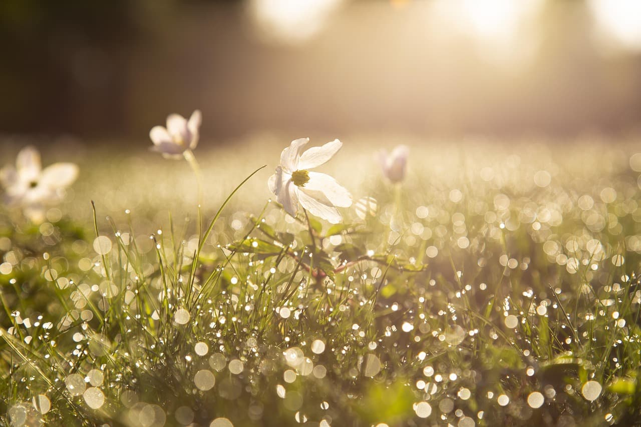 morning, beautiful flowers, wood anemones, dewdrops, flower wallpaper, raindrops, flowers, dawn, flower background, spring, spring flowers, garden, nature [pid:4284120][light]