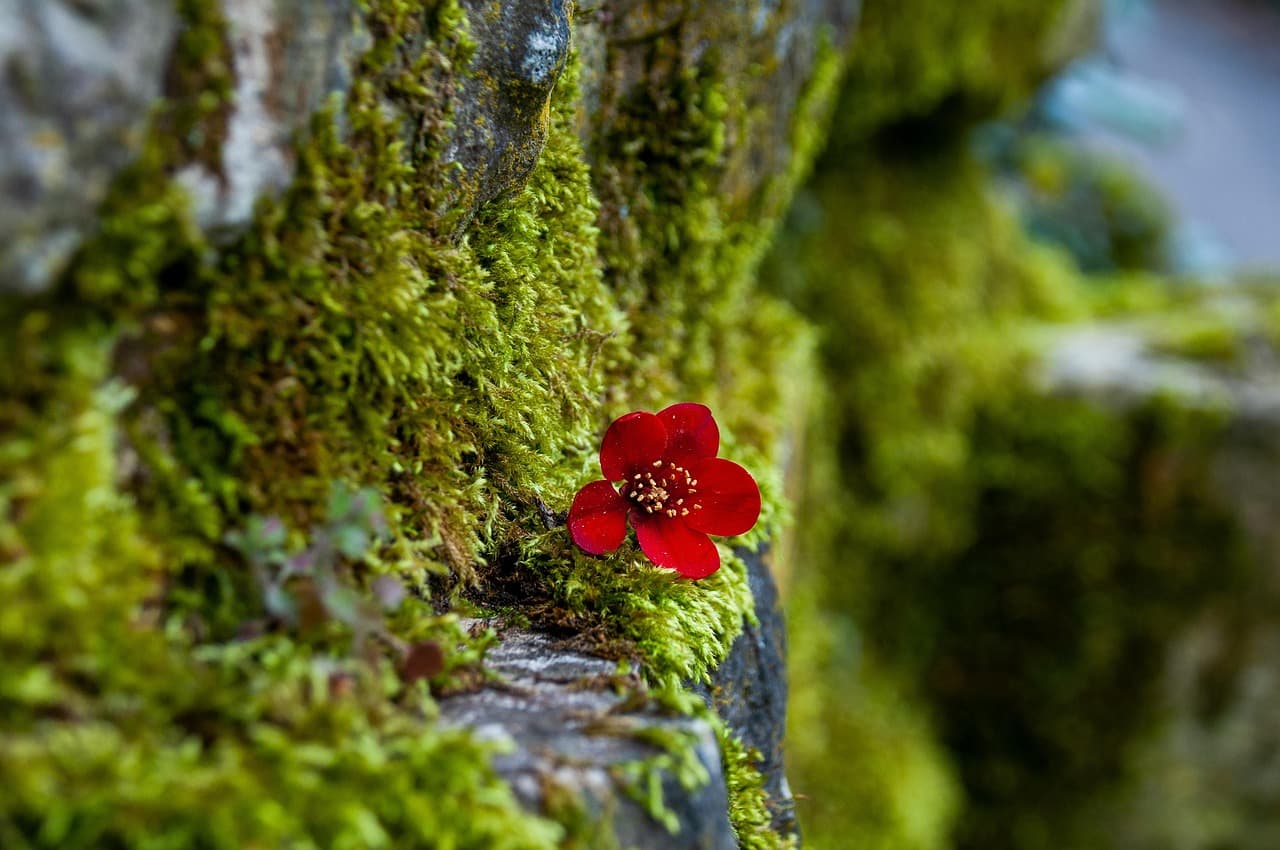 moss, nature, flower, red, blossom, beautiful flowers, flower wallpaper, bloom, spring, flower background, botany [pid:7924522][dark]