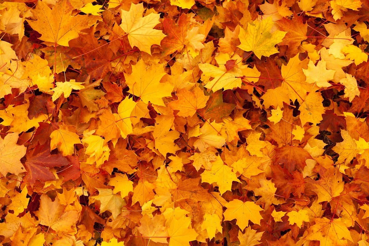 autumn, leaves, foliage, windows wallpaper, nature background, wallpaper hd, autumn leaves, autumn foliage, autumn colors, autumn season, hd wallpaper, fall foliage, cool backgrounds, laptop wallpaper, beautiful nature, fall leaves, fall colors, free wallpaper, orange leaves, nature wallpaper, wallpaper 4k, mac wallpaper, 4k wallpaper 1920x1080, full hd wallpaper, orange foliage, forest, nature, beautiful wallpaper, free background, background, fall, 4k wallpaper, pattern, season, desktop backgrounds, seasonal, texture, wallpaper [pid:83761][dark]