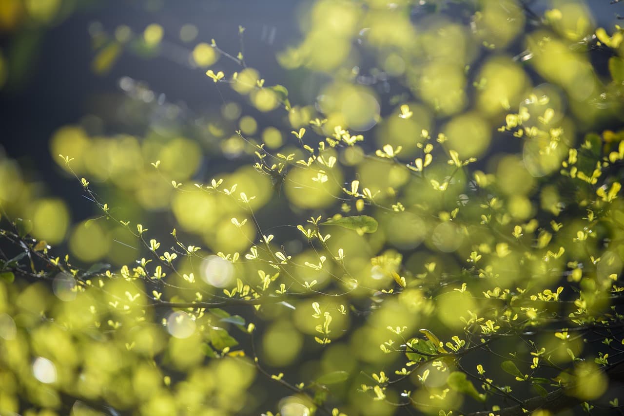 leaves, nature, plant, spring landscape, sprouting plant, growth, environment, outdoors, environment, environment, environment, environment, environment [pid:4176219][dark]