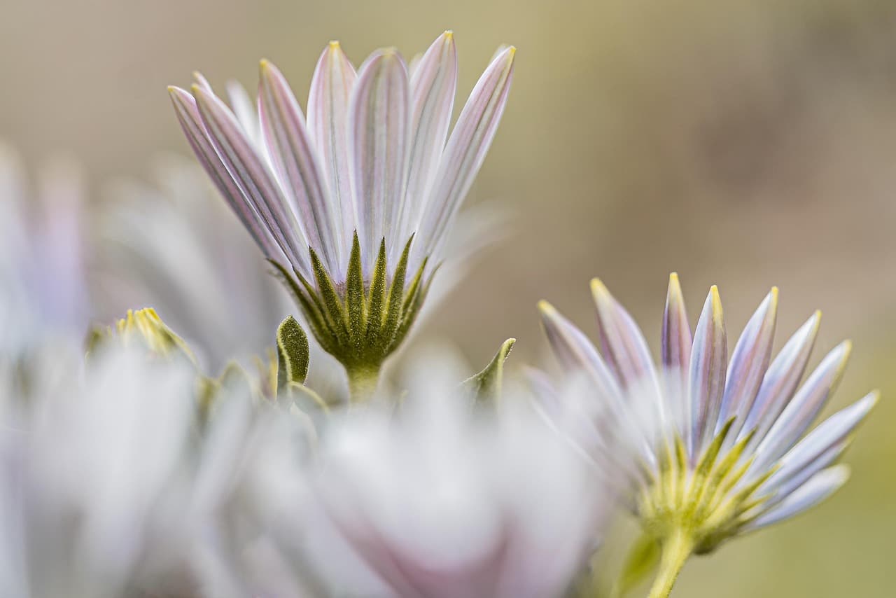 cape marguerite, flowers, plants, flower background, marguerite, osteospermum ecklonis, flower wallpaper, beautiful flowers, daisy, petals, bloom, garden, nature, spring, closeup [pid:6228936][light]