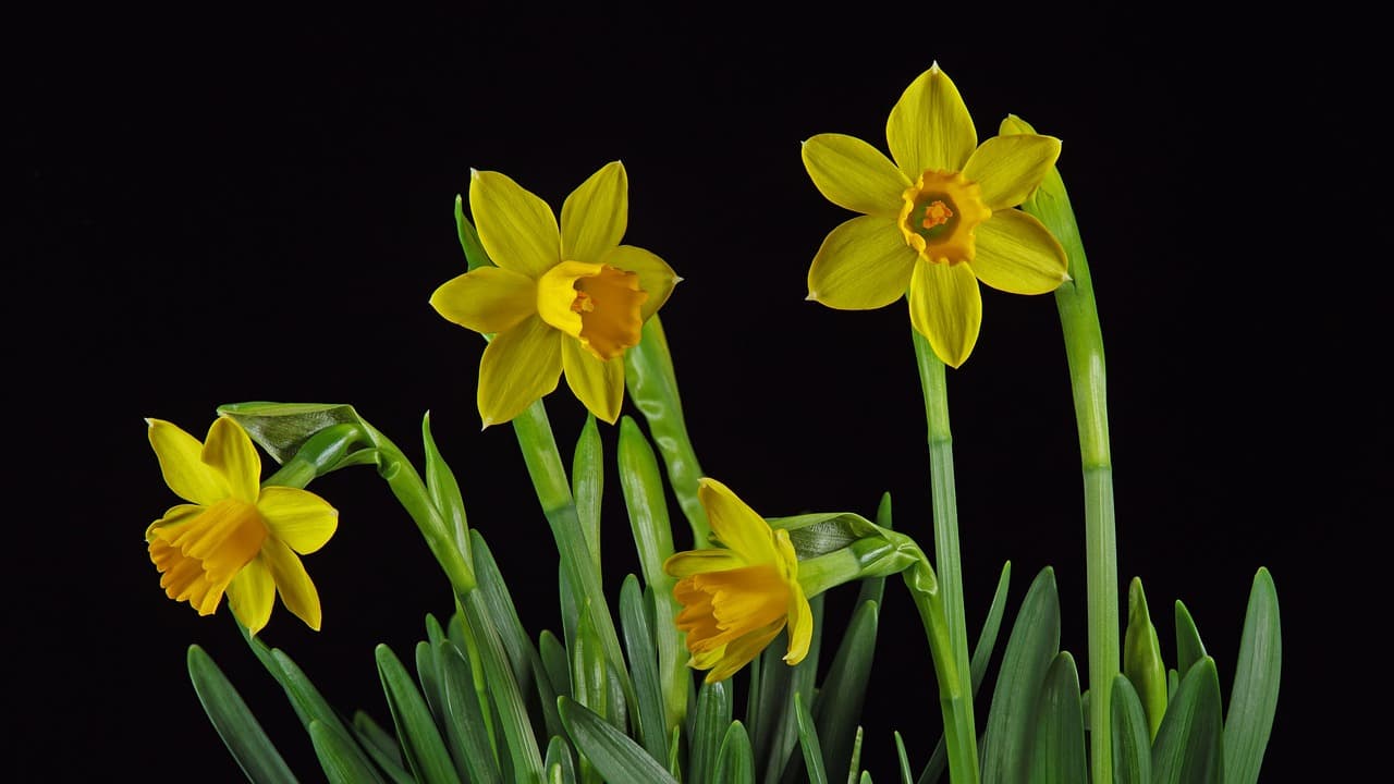 daffodil, easter bell, flower, blossom, bloom, nature, flower background, beautiful flowers, flora, spring flower, flower wallpaper, yellow, harbinger of spring [pid:7891509][dark]