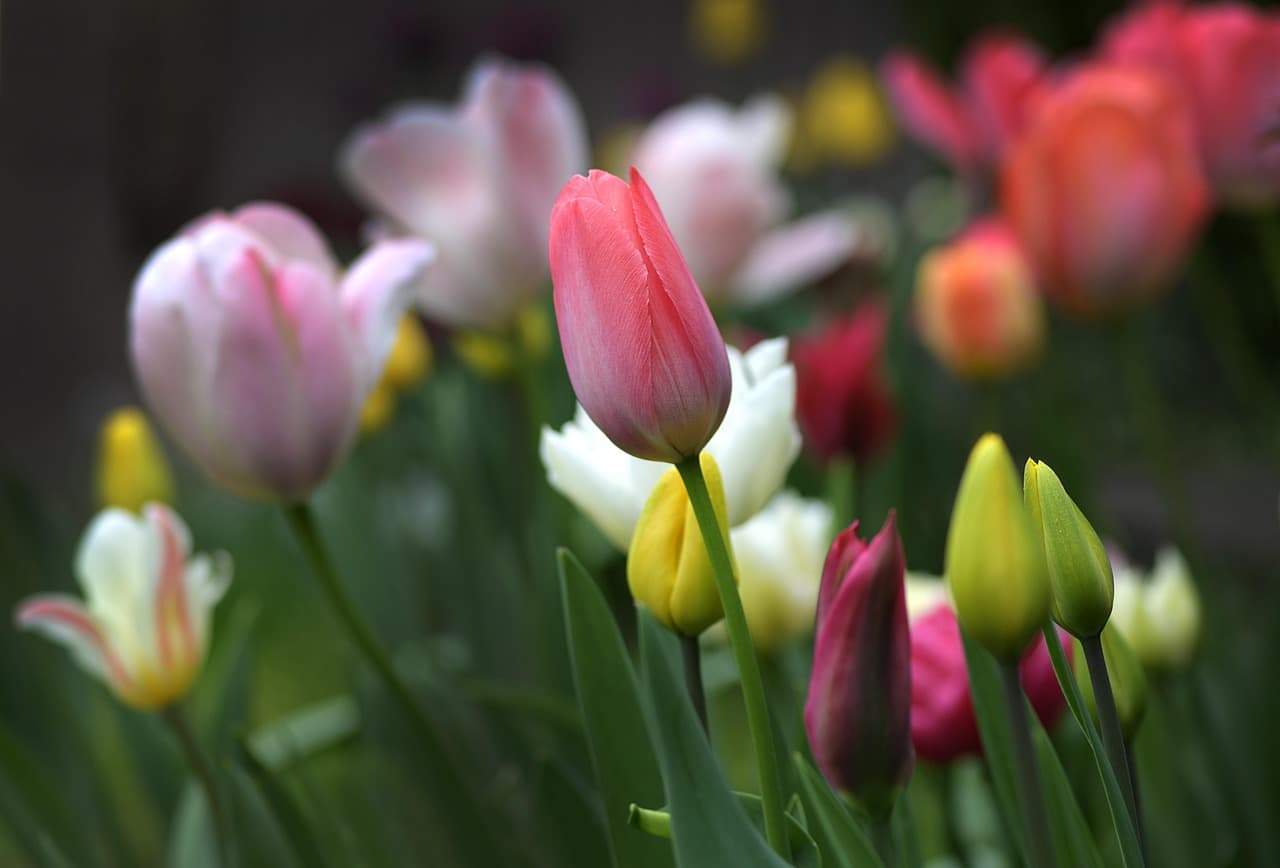 tulips, flower background, flowers, plants, beautiful flowers, petals, buds, spring, garden, flower wallpaper, nature, colourful [pid:7973270][dark]