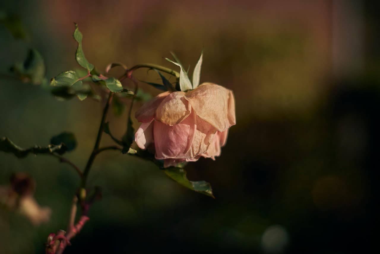 flower, bloom, rose, botany, nature, flower wallpaper, blossom, flower background, rose flower, rose blossom, beautiful flowers, pink, wilt, fall [pid:7607979][dark]