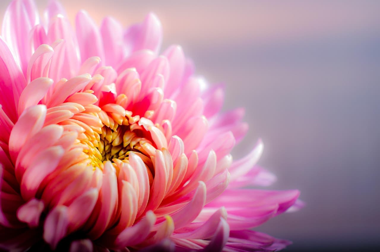 flower, chrysanthemum, flower wallpaper, petals, pink flower, bloom, blossom, flower background, ornamental plant, plant, flora, beautiful flowers, nature, garden, closeup [pid:202483][light]