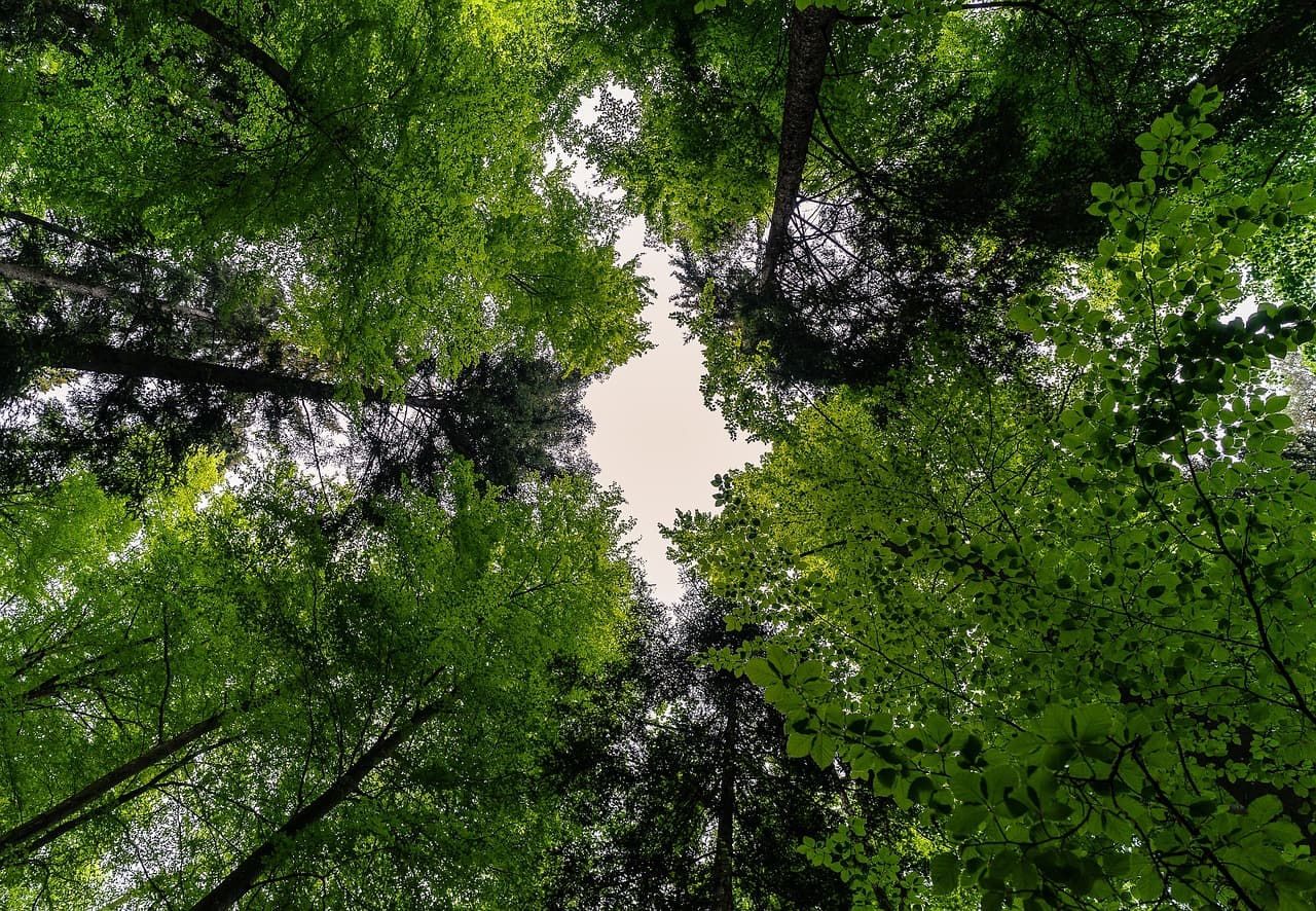 forest, nature, landscape, trees, forests, green, leaves, spring, summer, canopy, foliage leaves, idyll, idyllic, forest, forest, forest, forest, forest, trees, green, spring, canopy, canopy [pid:3409907][dark]
