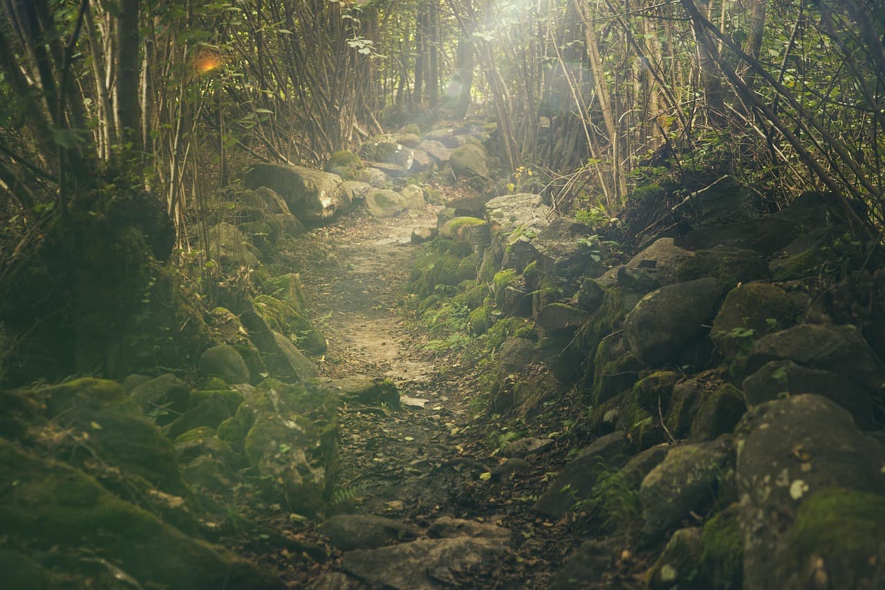 forest, path, rocks, trail, mountain forest, hike, trek, forest trail, forest path, sunlight rays, mystical, landscape, nature, misty, scenic, forest, forest, forest, forest, forest, nature [pid:438432][dark]