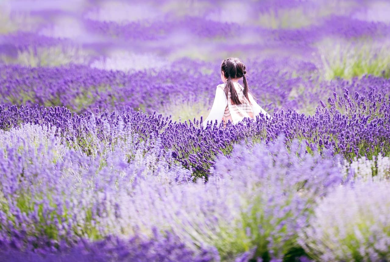 girl, lavender, field, nature, meadow, happy, summer, purple, garden, canada [pid:8402582][light]