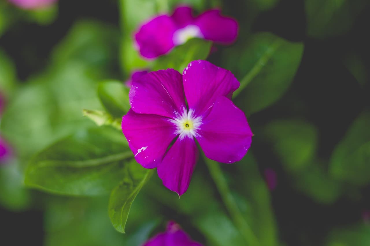 sun, flower, green, nature, rose, spring, lavender, bloom, summer, flower background, garden, beautiful flowers, meadow, rose flower, plant, violet, chamomile, blossom, pink, colorful, watercolor, clouds, crocus, purple, flower wallpaper, ireland, life, flora, green clouds, green watercolor [pid:4804185][dark]