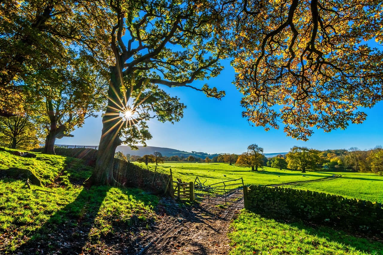 trees, farm, fence, farmland, stone fence, pastures, sunlight, grass, grasslands, nature, fields, meadows, yorkshire, autumn, sunshine, morning, landscape, farm gate, farm track, light, agriculture, stone wall, rustic [pid:2900064][dark]