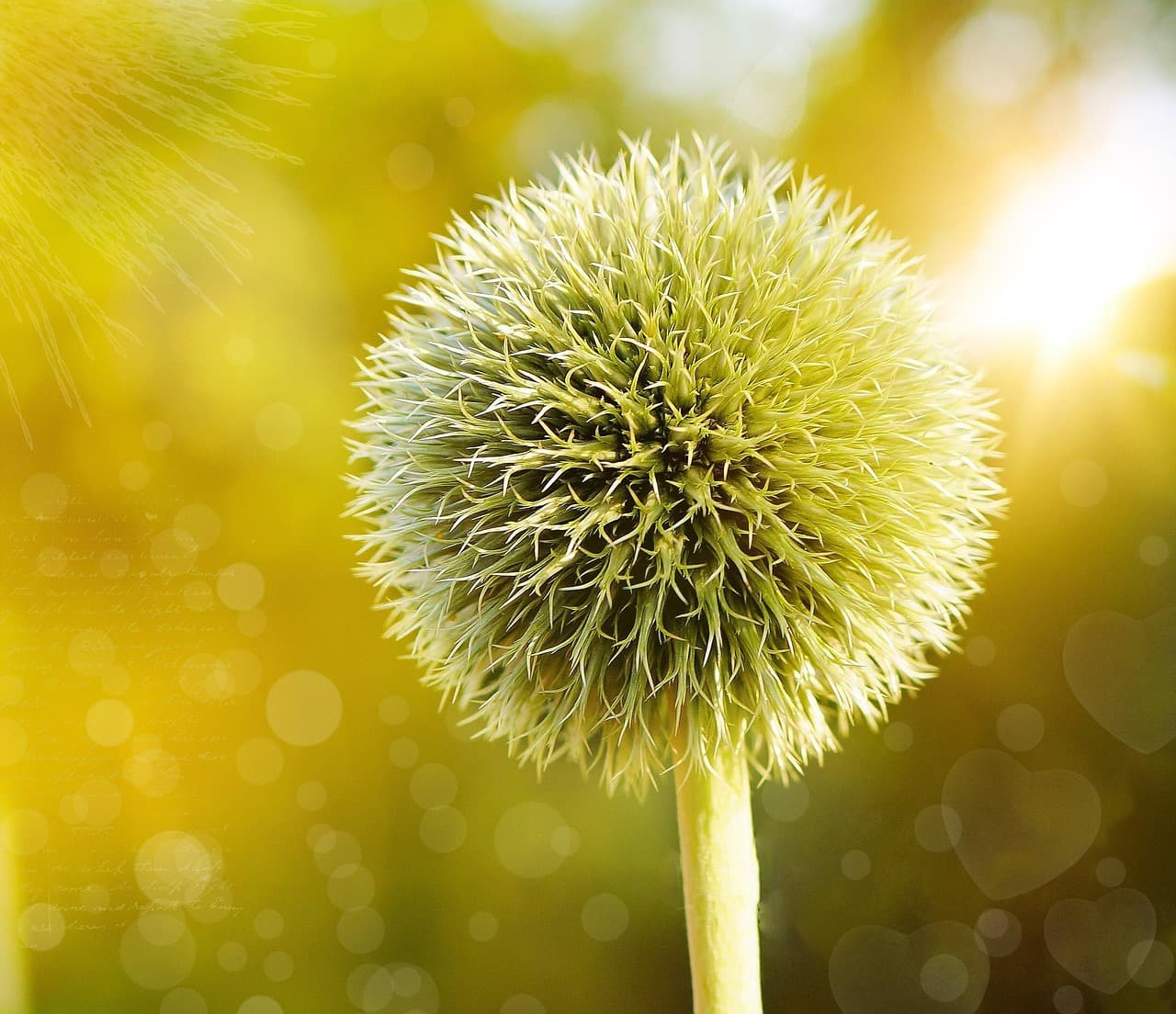 globe thistle, flower background, thistle, plant, flower, round, beautiful flowers, flora, flower wallpaper, nature, close up, bokeh lights [pid:599653][light]