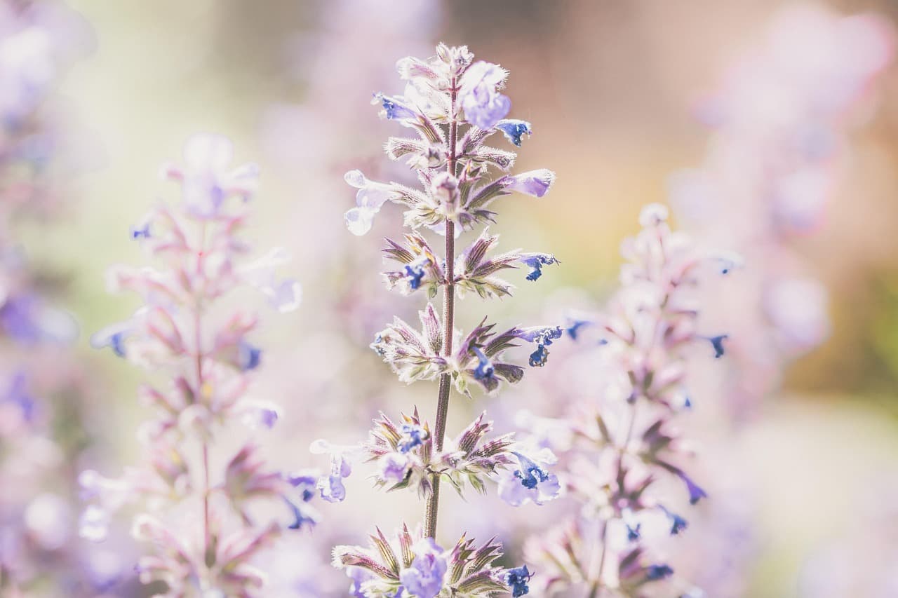lavender, flowers, beautiful flowers, plant, purple flowers, bloom, flower wallpaper, blossom, flora, fragrant, field, flower background, garden, nature, closeup [pid:5256297][light]