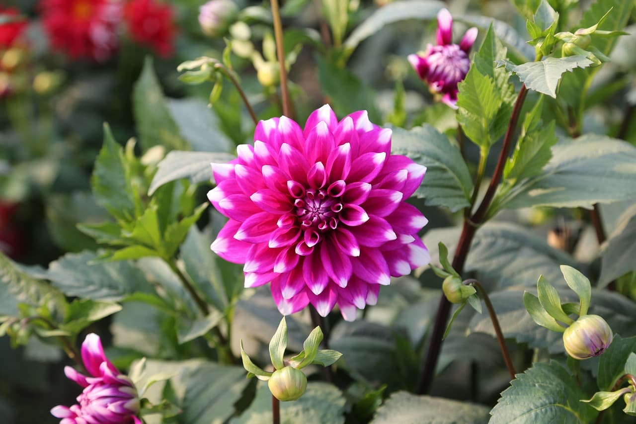 purple, red, flower, tulips, flower background, flower wallpaper, pink, bloom, grapes, blossom, nature, green, magnolia, painting, brush, sunrise, pastel, individual, rainbow, tanzania, beautiful flowers, love, watercolor, yellow, roses, blue, green love, green rainbow, green birthday, happy birthday, green sunrise, green painting, green paint, green watercolor [pid:4846026][dark]