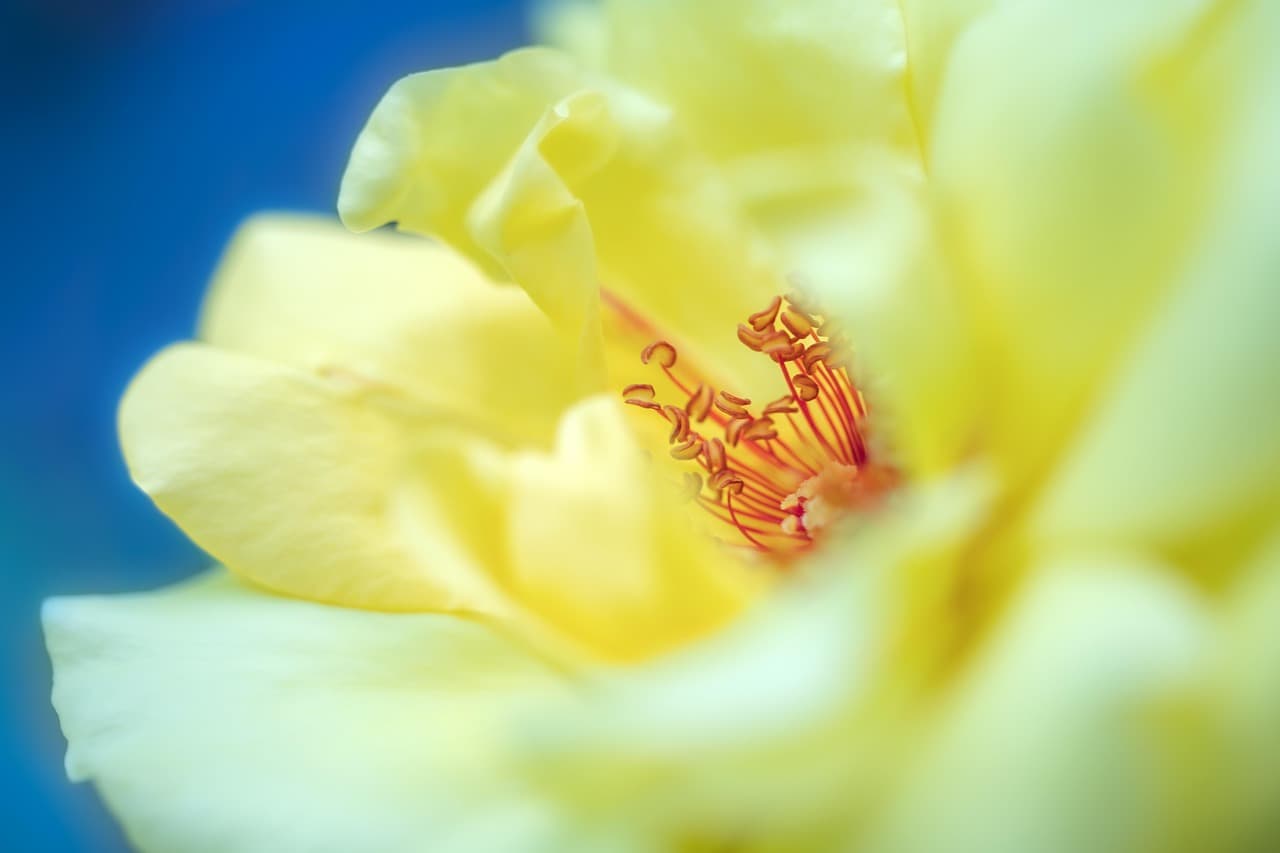 flower, rose, bloom, beautiful flowers, blossom, flower wallpaper, botany, nature, plant, petals, macro, rose flower, flower background, close up, yellow [pid:7043267][light]