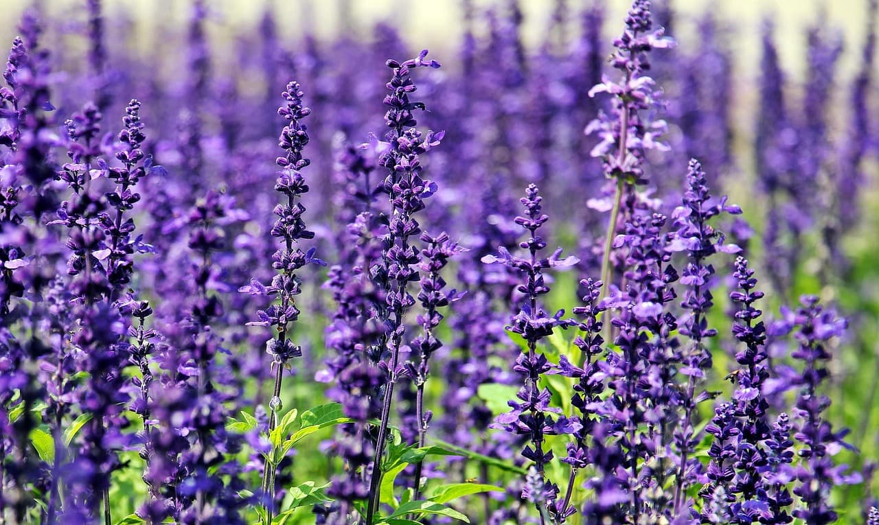 lavender, flowers, field, purple flowers, flower wallpaper, violet flowers, bloom, blossom, flora, plants, plantation, lavender field, garden, flower background, beautiful flowers, summer, nature [pid:1507499][dark]
