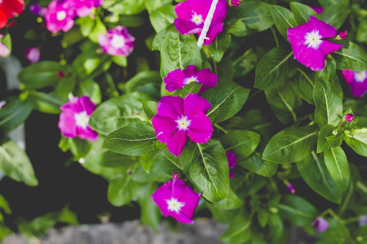 sun, flower, green, nature, rose flower, rose, spring, lavender, bloom, flower wallpaper, summer, garden, meadow, plant, violet, chamomile, blossom, pink, flower background, colorful, watercolor, clouds, crocus, purple, ireland, life, flora, green clouds, beautiful flowers, green watercolor [pid:4804184][dark]