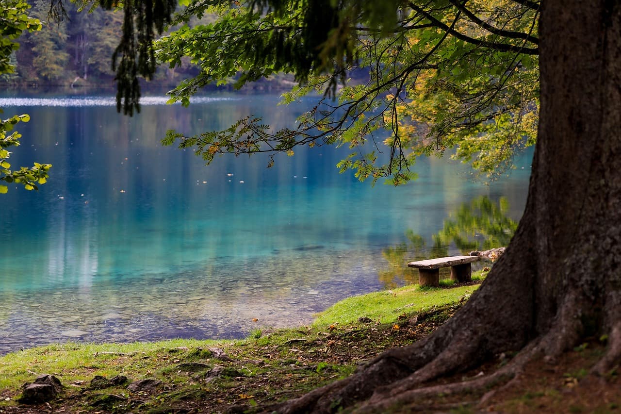 lake, forest, park, bench, tree, wood, water, reflection, nature, serenity, mood, scenery, scenic, lake, lake, lake, lake, lake, forest, park, park, bench, serenity, serenity, scenery, scenery [pid:6278825][dark]