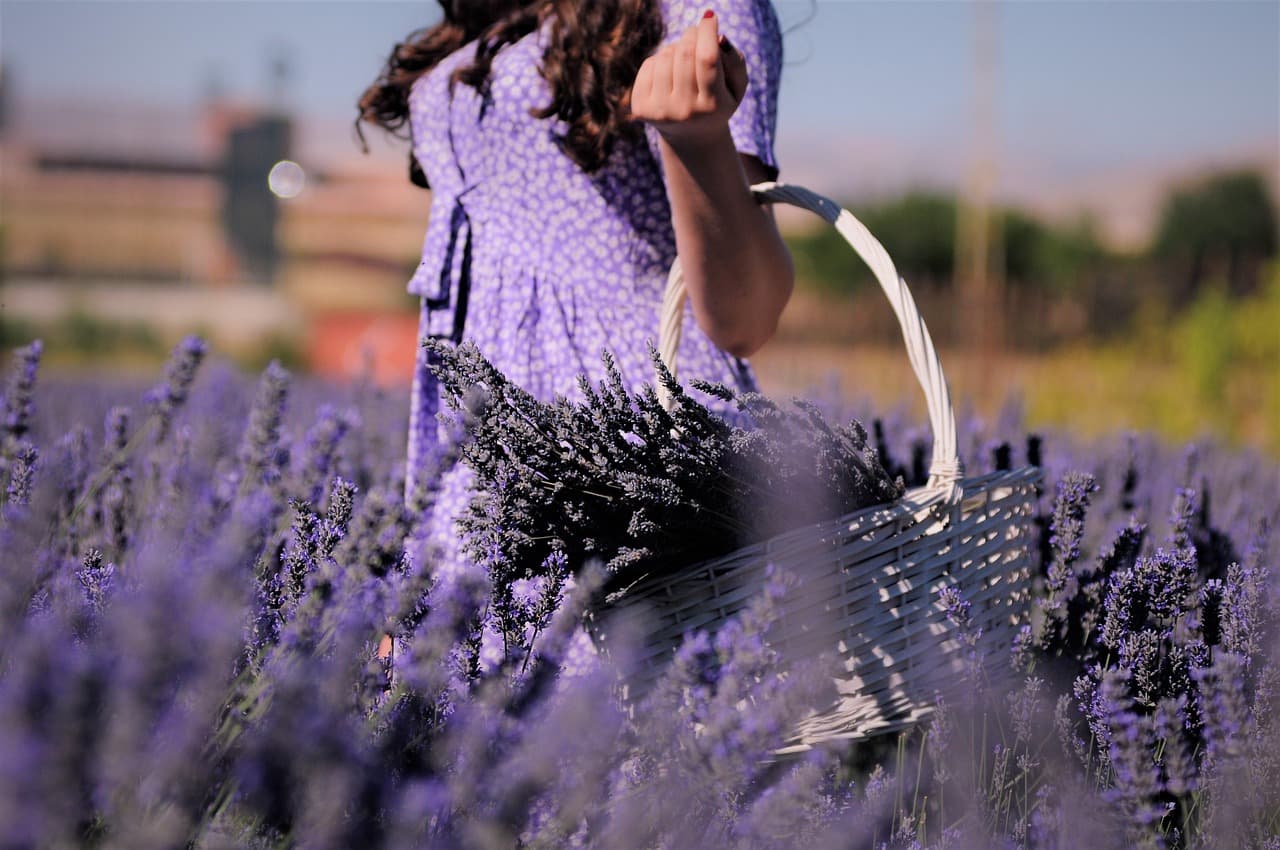 lavender, field, girl, picking, basket, lavender field, flower background, beautiful flowers, nature, flowers, bloom, blossom, woman, flower wallpaper, female, flower field, afşin [pid:5854761][dark]