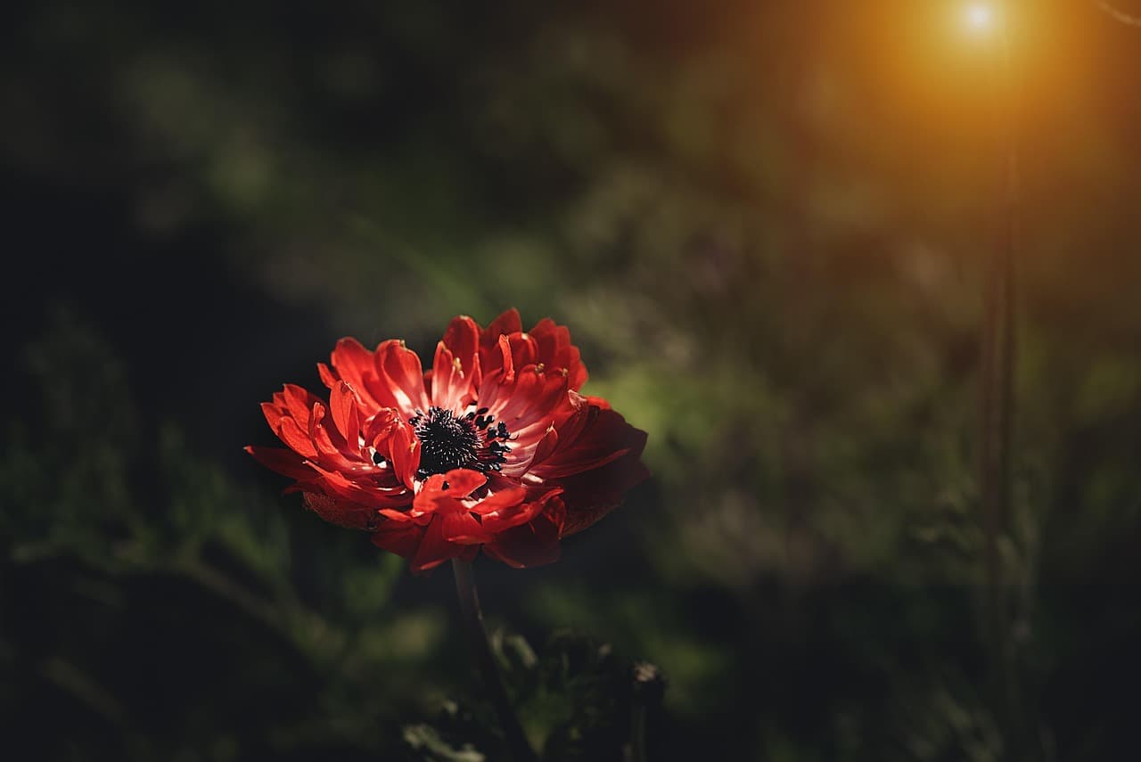 anemone, flower, flower background, red anemone, red flower, flower wallpaper, beautiful flowers, petals, red petals, blossom, bloom, plant, nature [pid:3455864][dark]
