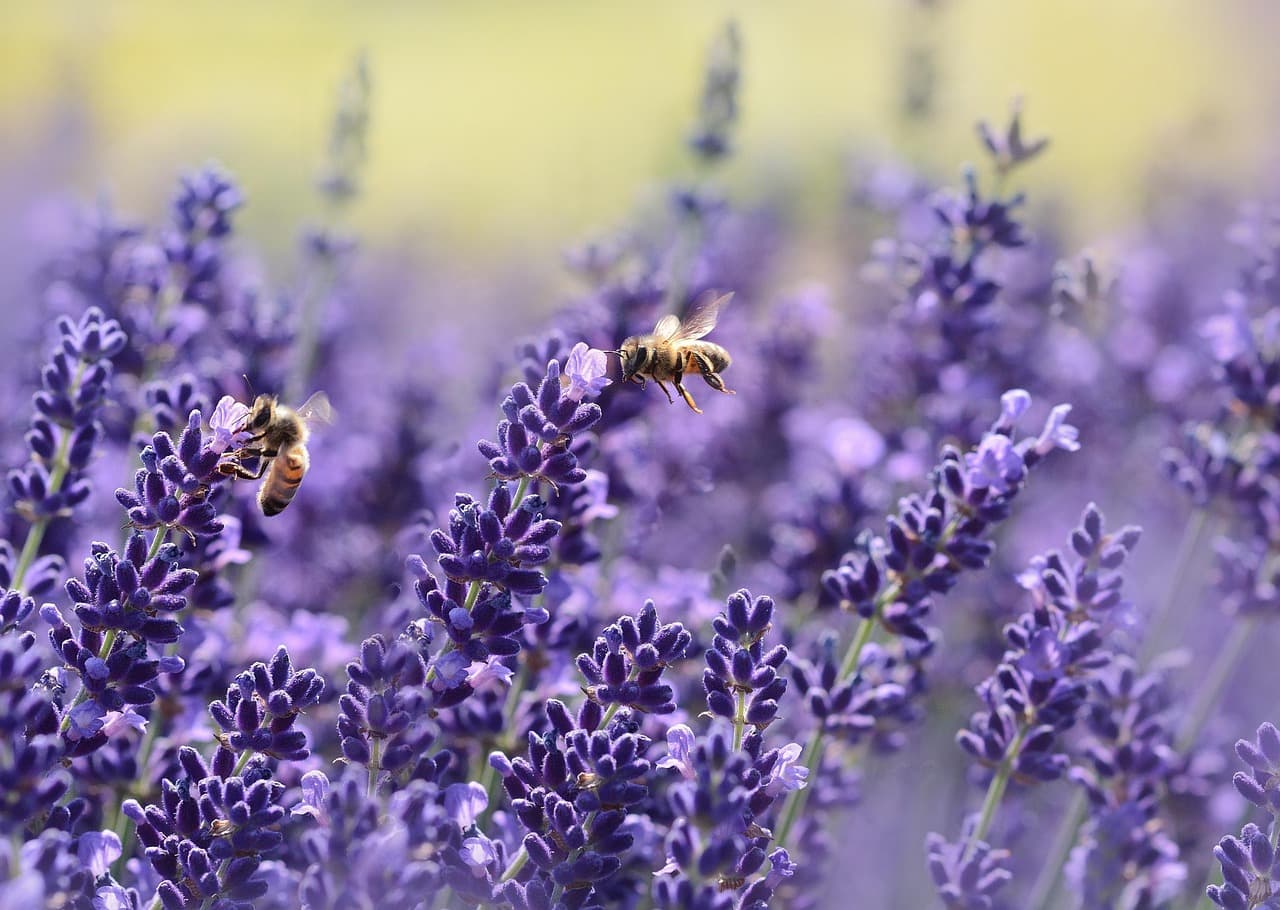 lavenders, bees, beautiful flowers, pollinate, pollination, winged insects, insects, hymenoptera, purple flowers, flowers, bloom, blossom, flora, fauna, nature, purple, garden, flower background, lavender flowers, lavandula, flying insects, flower wallpaper, world bee day [pid:1537694][light]