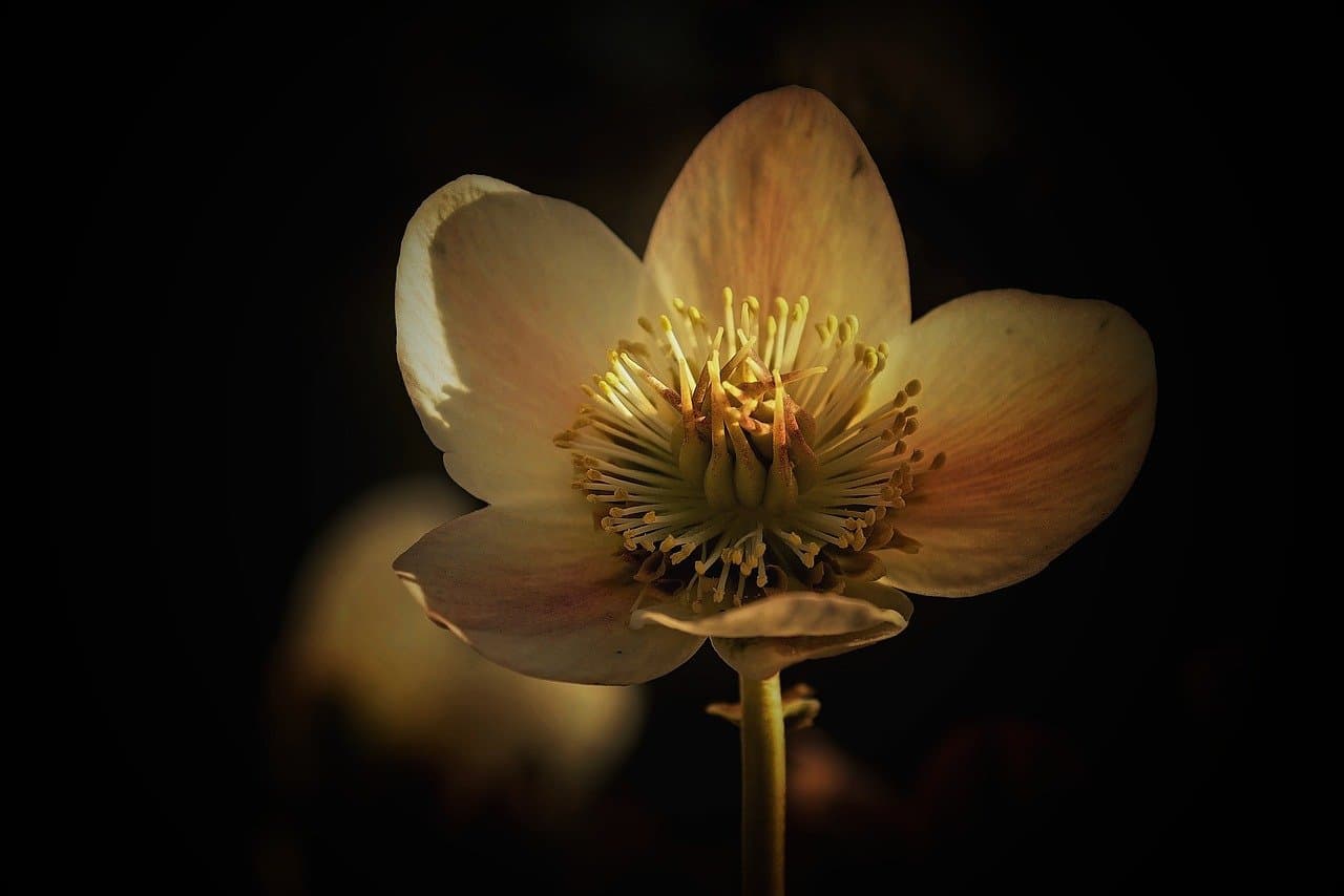 flower, plant, nature, beautiful flowers, flower wallpaper, blossom, bloom, flower background, ornamental plants, flora [pid:9452498][dark]