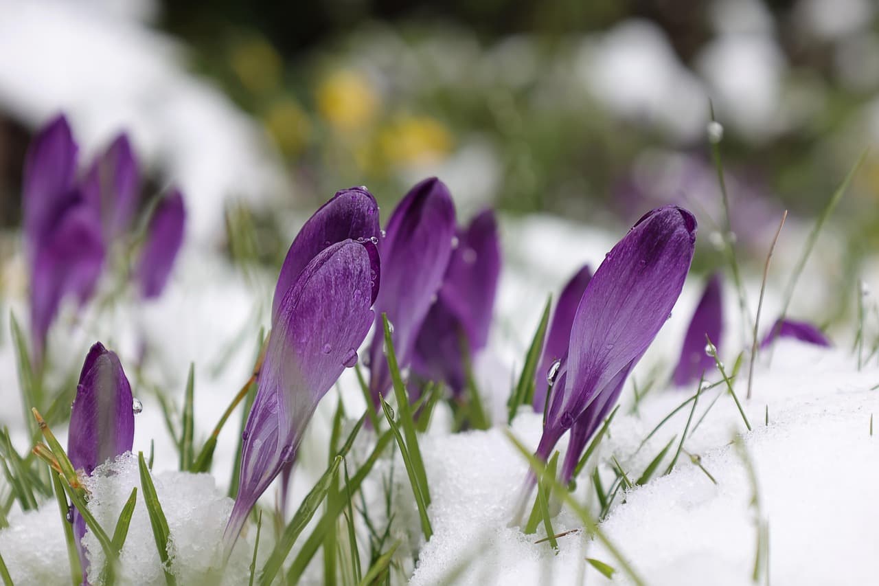 purple crocuses, flower background, crocuses, snow, purple flowers, spring flower, beautiful flowers, early bloomer, flower, blossom, bloom, flower wallpaper, spring, plants, garden, spring awakening, nature, flora, flower meadow, signs of spring, spring flowers, beginning of spring [pid:7856702][light]