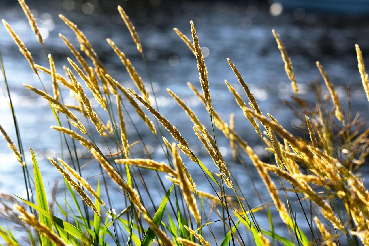 grass, plant, vegetation, water, nature, back light, bokeh [pid:3507101][dark]