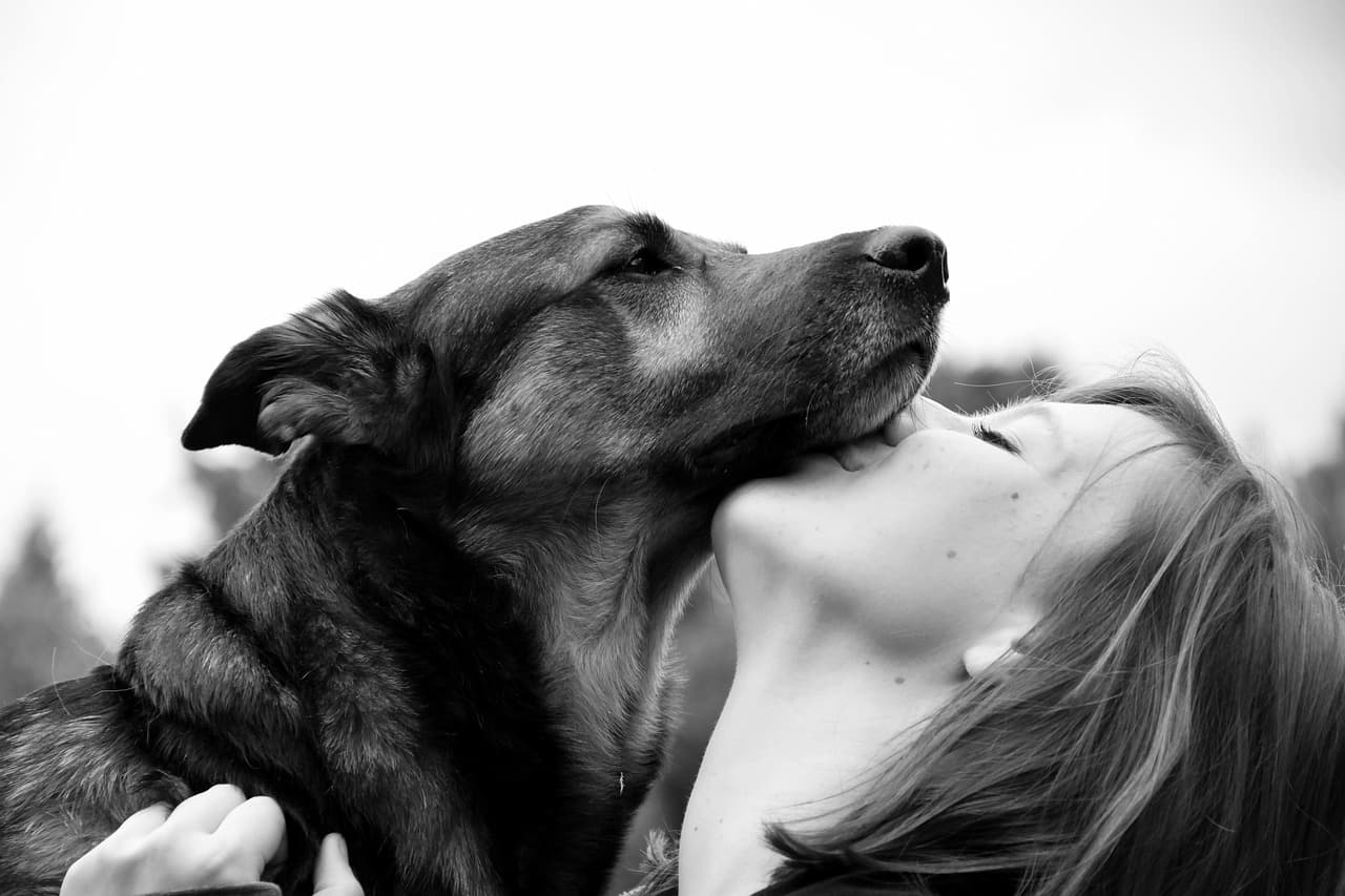 dog, human, connectedness, friendship, animal, pet, shepherd dog, girl, kiss, nature, cuddle, love, monochrome