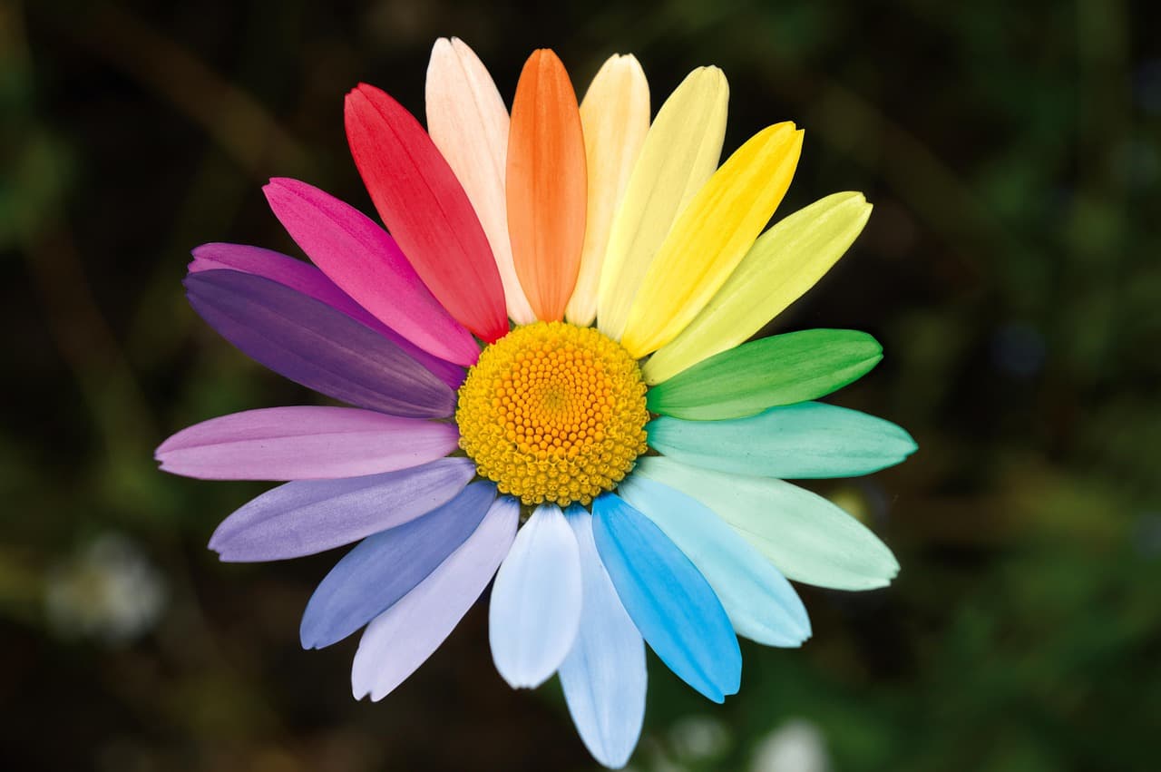 marguerite, flower background, daisy, rainbow colors, variety of colors, colorful, nature, multicoloured, tolerance, diverse, flower, blossom, bloom, beautiful flowers, discrimination, racism, acceptance, plant, flora, flower wallpaper, colorful flower, colorful petals, close up, rainbow, diversity, lgbtq, solidarity