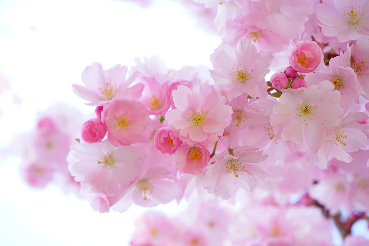 pink, flower background, cherry blossoms, flowers, branch, pink flowers, sakura, japanese cherry tree, bloom, flower wallpaper, blossom, flowering plant, beautiful flowers, ornamental plant, plant, flora, nature, close up [pid:324175][light]