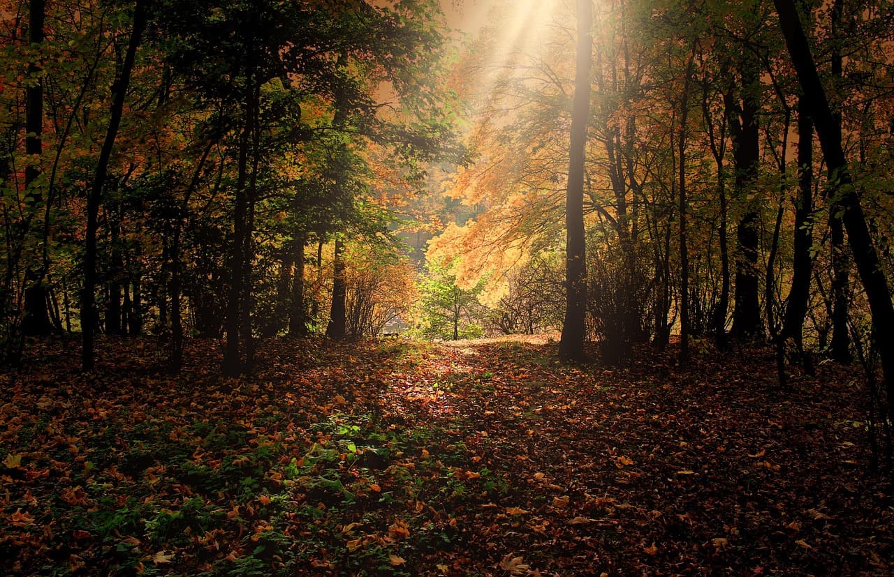 autumn, sunbeams, forest, leaves, foliage, autumn leaves, autumn foliage, autumn colors, autumn season, fall foliage, fall leaves, fall colors, nature, trees, woods, woodlands, glade, autumn, autumn, autumn, autumn, autumn, forest, forest, leaves, leaves, autumn leaves, autumn leaves, autumn leaves, fall leaves [pid:287393][dark]
