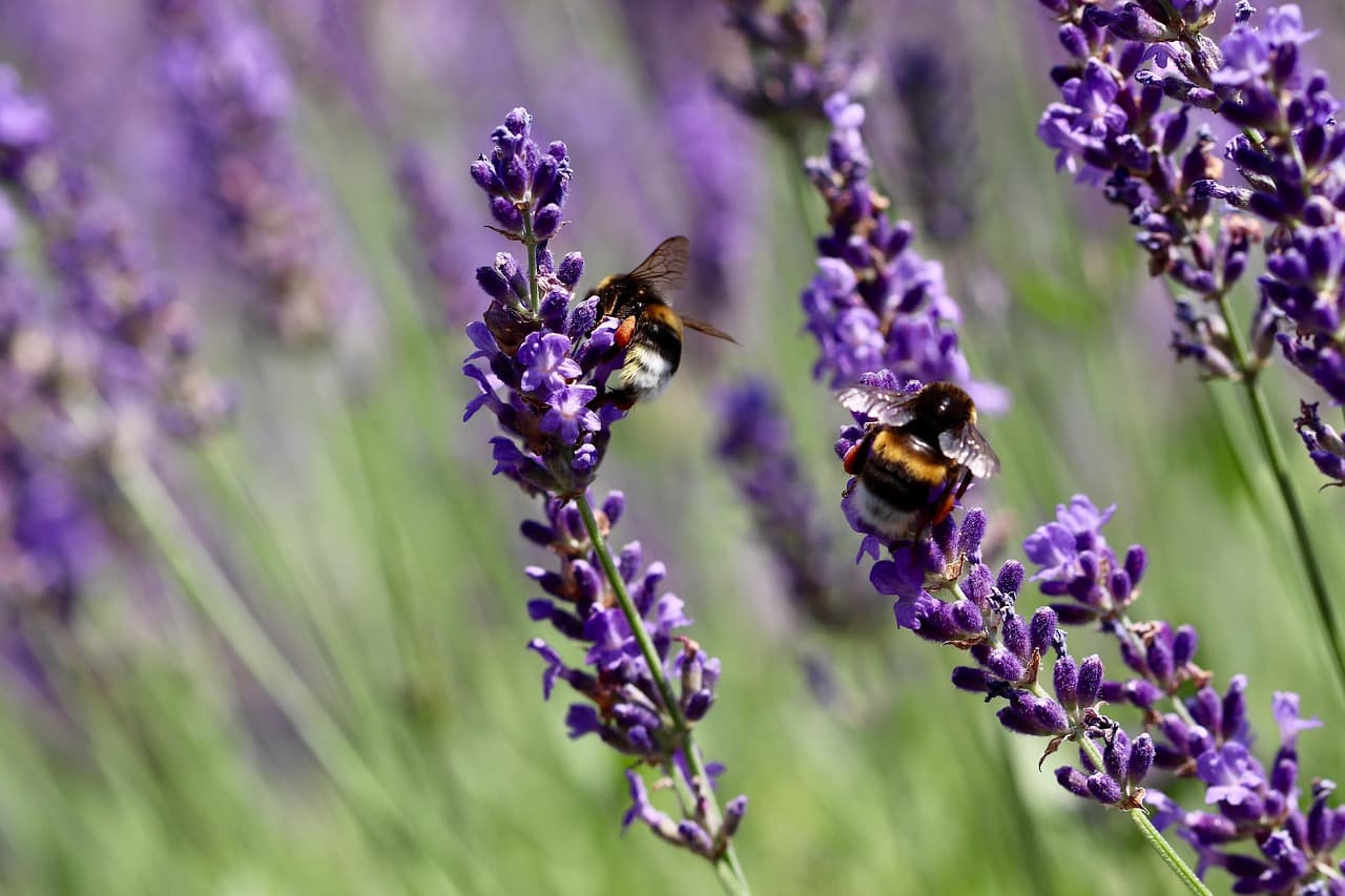 bumble, insects, lavender, pollinate, pollination, lavender flowers, lavender field, purple flowers [pid:8147708][dark]