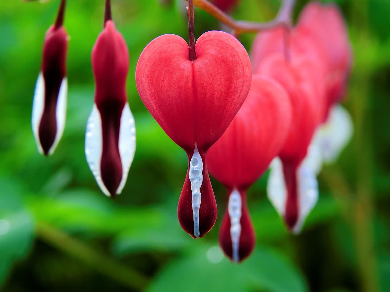 bleeding heart, beautiful flowers, flowers, plant, red flowers, bloom, blossom, asian bleeding-heart, flower wallpaper, flora, garden, flower background, nature, closeup