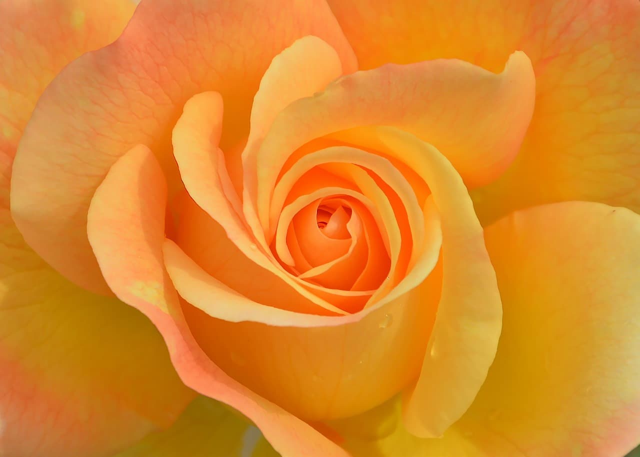 flower, plant, rose, nature, garden, orange, rose flower, macro, beautiful, pink, petals, rose wallpaper, orange nature, beautiful flowers, flower background, orange flower, orange rose, orange beauty, orange garden, orange plant, orange wallpaper, orange gardening, flower wallpaper, orange plants, orange natural [pid:3063414][light]