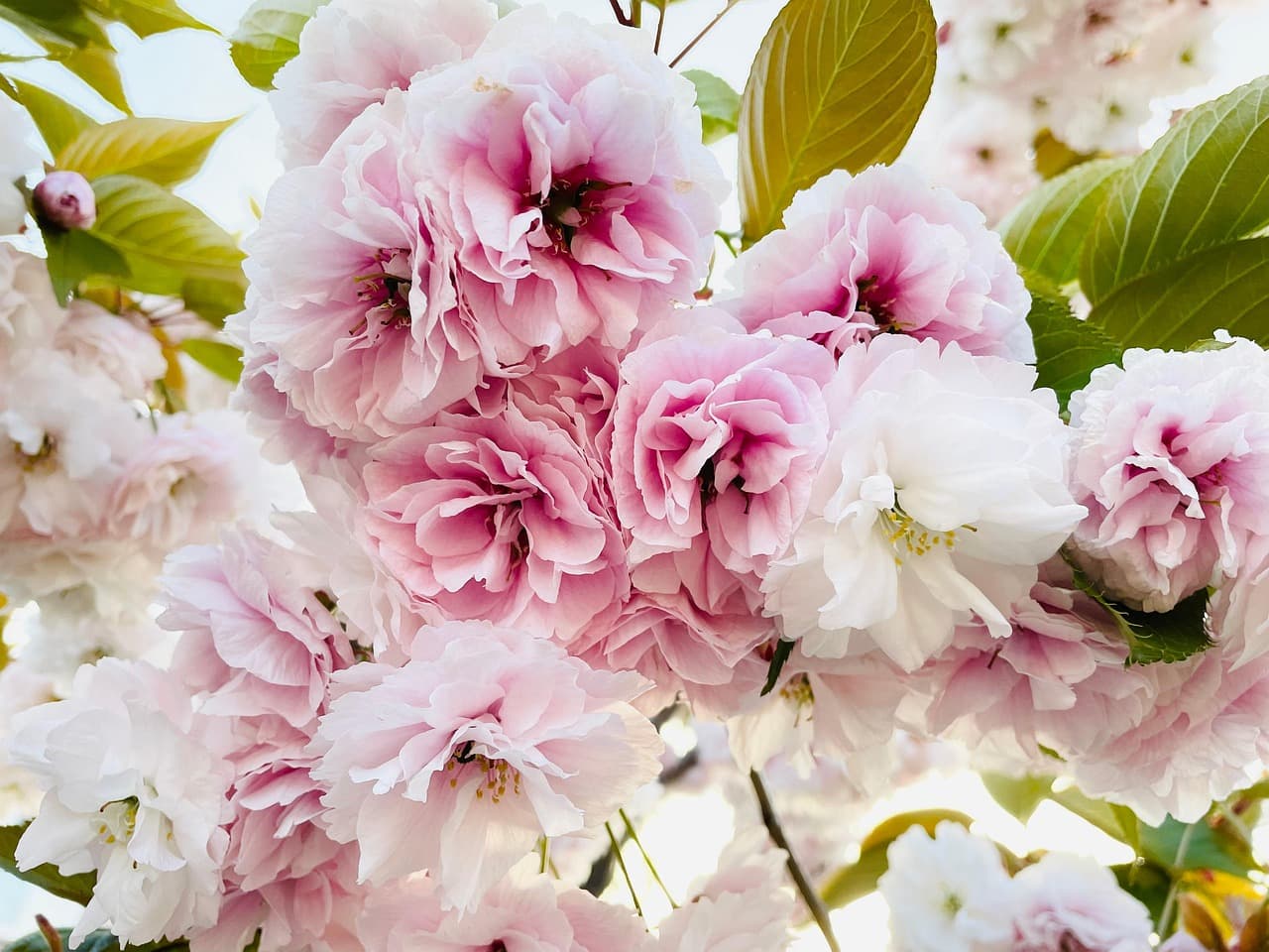 cherry blossom, flowers, spring, beautiful flowers, pink flowers, flower background, bloom, flower wallpaper, blossom, branch, tree, nature, closeup [pid:7959408][light]